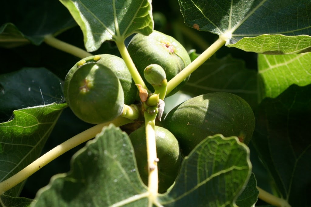BERBUAH SEPERTI POHON ARA