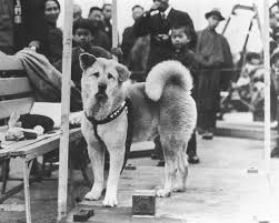 hachiko2