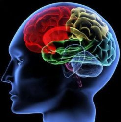 brain