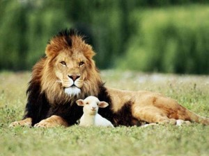 lionlamb