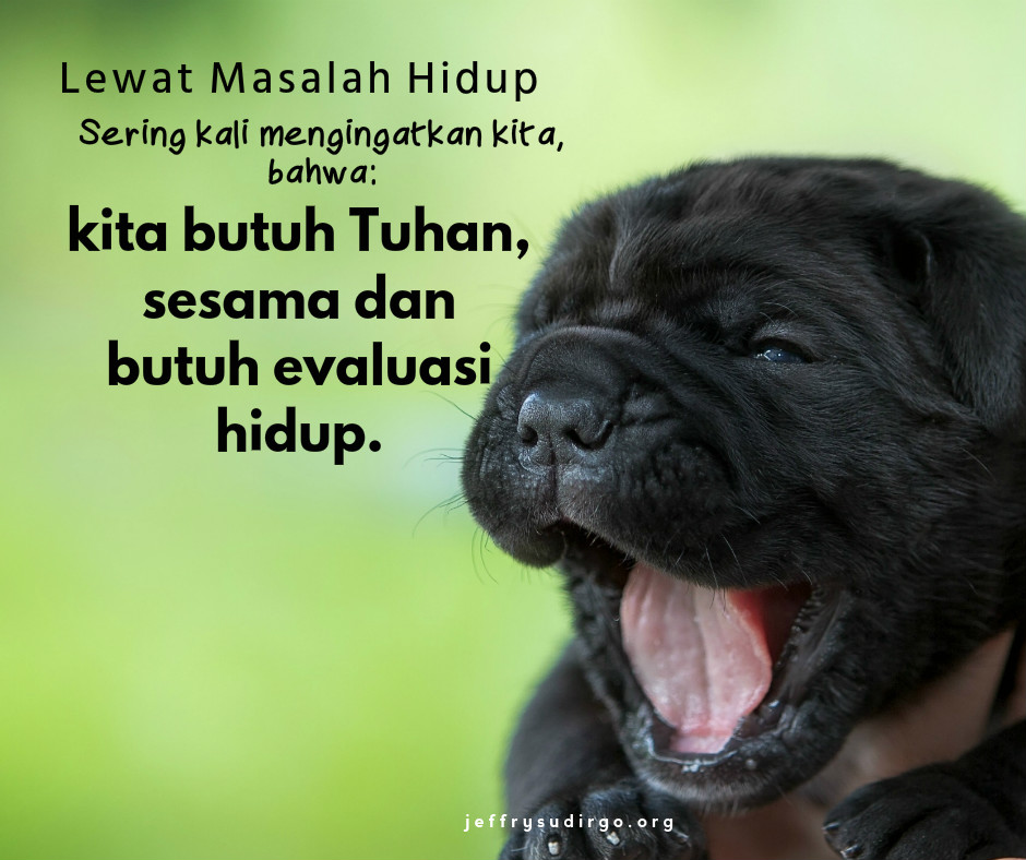 BLACK DOG