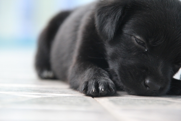 black-dog