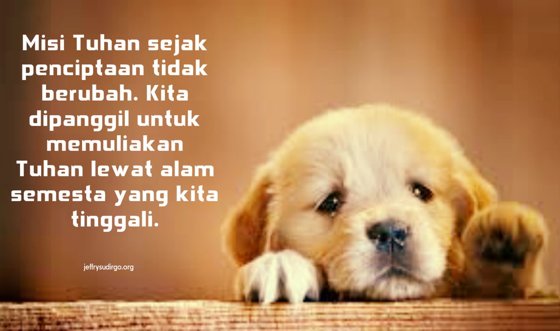 SPECIAL FOR DOG LOVERS